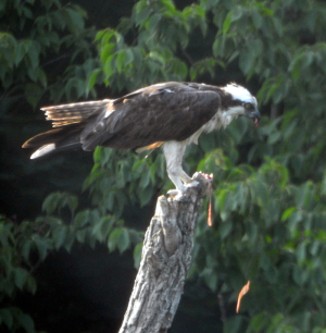 800-osprey2.png