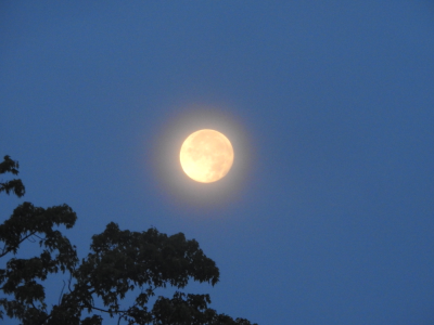 1000-moon+tree.png