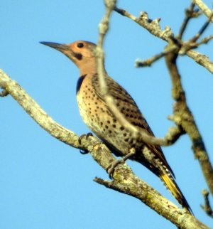 800-flicker.png