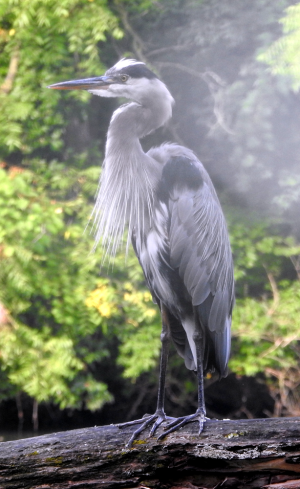 1000-heron1.png