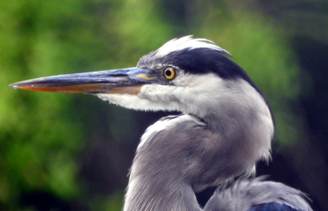800-heron.png