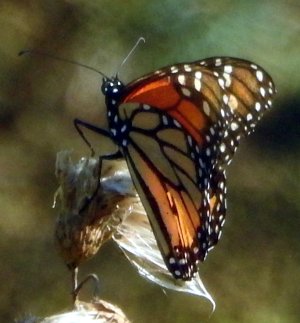 DSCN0613.JPG