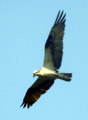 800-osprey.png