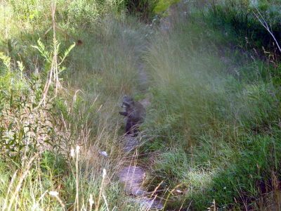 800-raccoon1.png