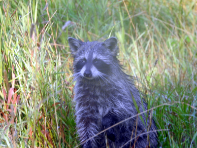 800-raccoon2.png