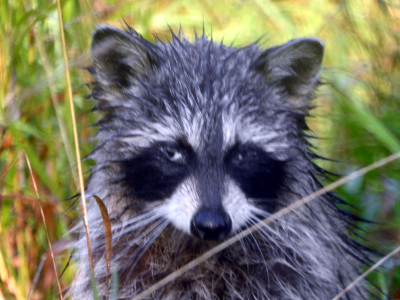 800-raccoon3.png