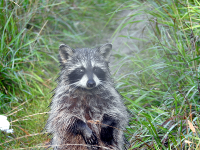 800-raccoon4.png