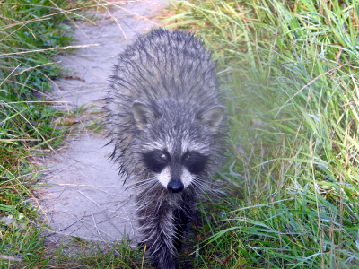 800-raccoon5.png