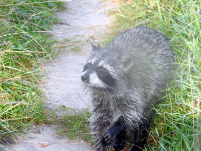 800-raccoon6.png