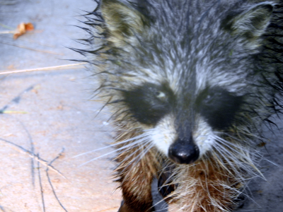 800-raccoon7.png