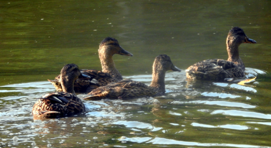 800-mallards.png