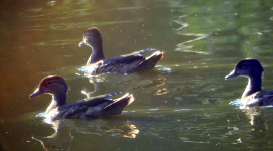 800-woodducks.png