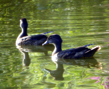 800-woodducks2.png