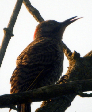 800-flicker.png