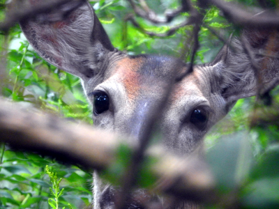 800-deer1.png