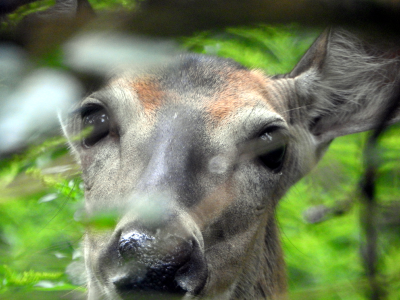 800-deer2.png