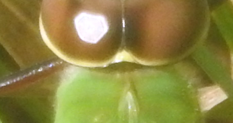 darner-noteeth.png