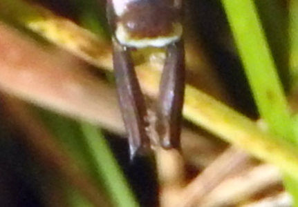 darner-cerci.png