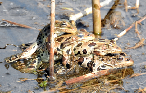 frogs.png