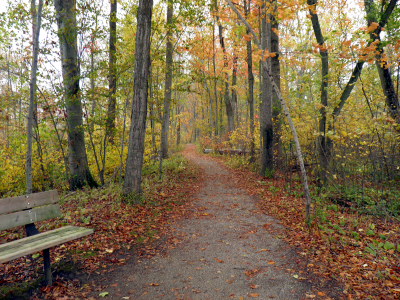 Spicebush1.png