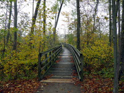 Spicebush2.png