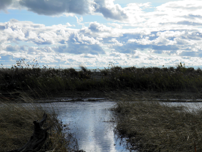 Marsh1.png