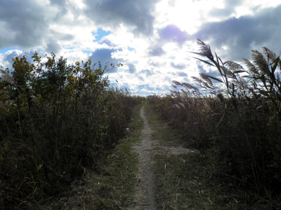 Marsh2.png