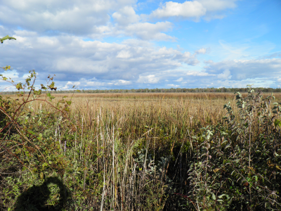 Marsh3.png