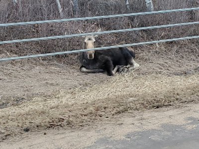 moose.jpg