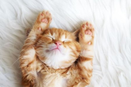 kitten.jpg