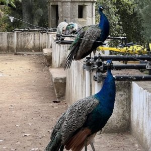 IMG_3473.jpeg