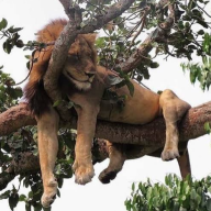 lazy_lion
